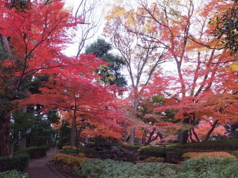 太田黒公園の紅葉