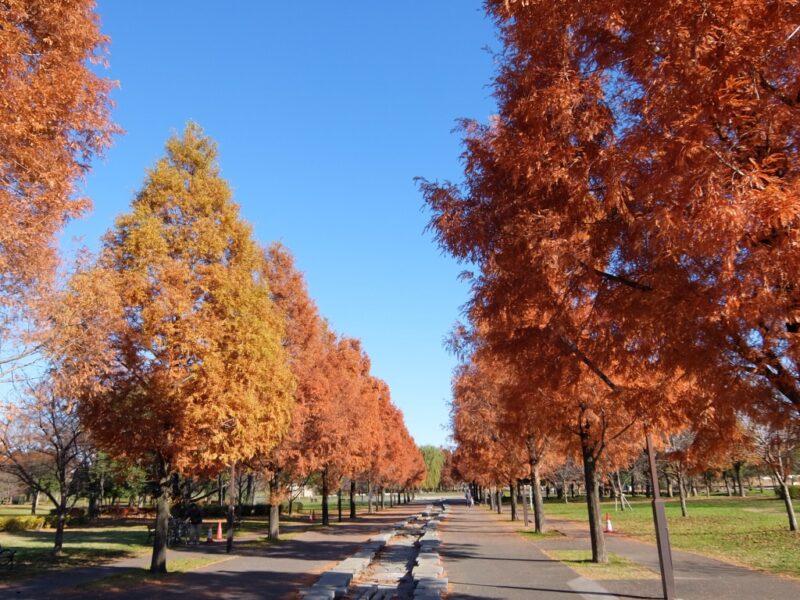 紅葉がきれいな舎人公園