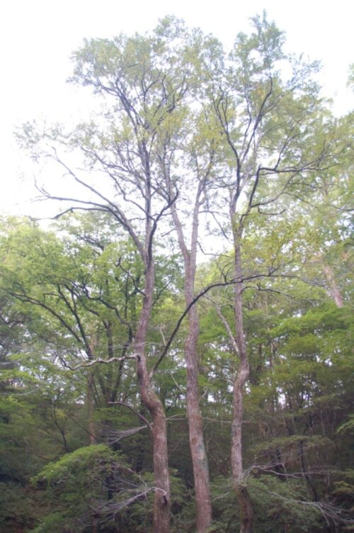台湾ではこういう木も珍しいらしい