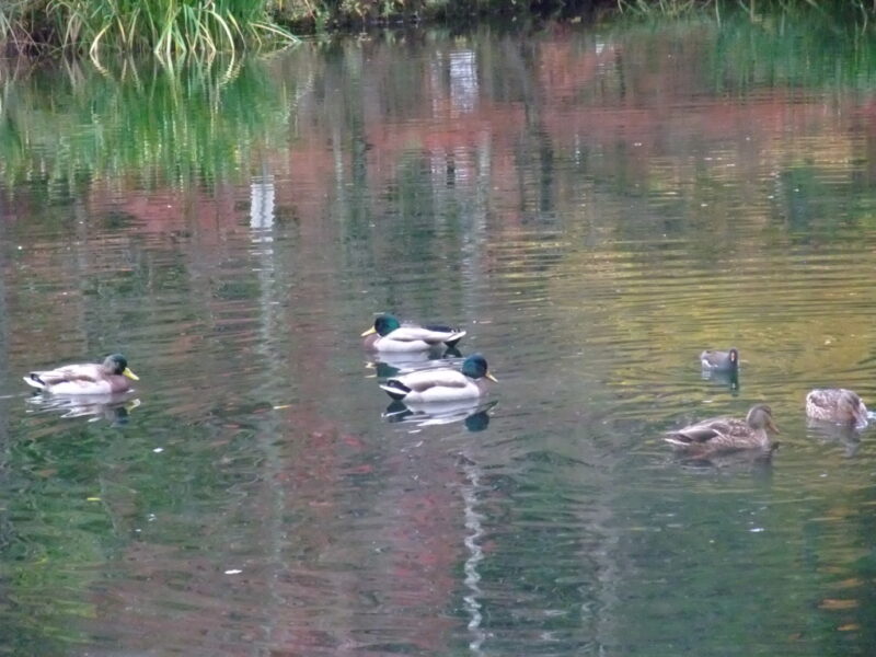 雲場池の鴨