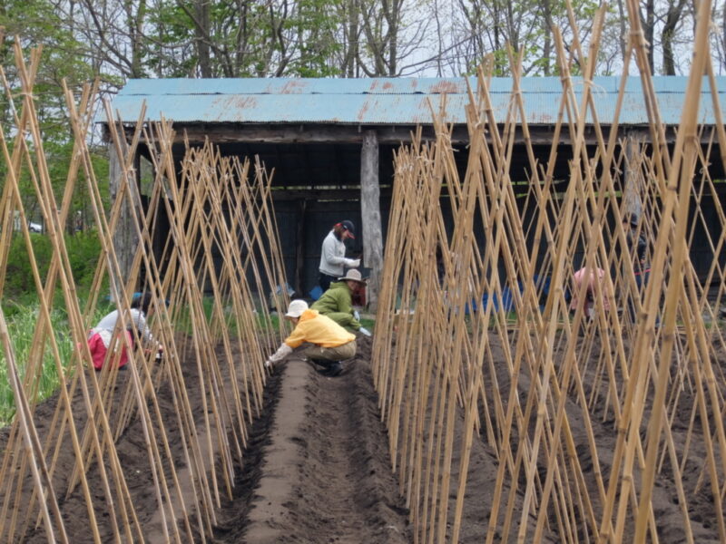 豆を手竹の根元に植える