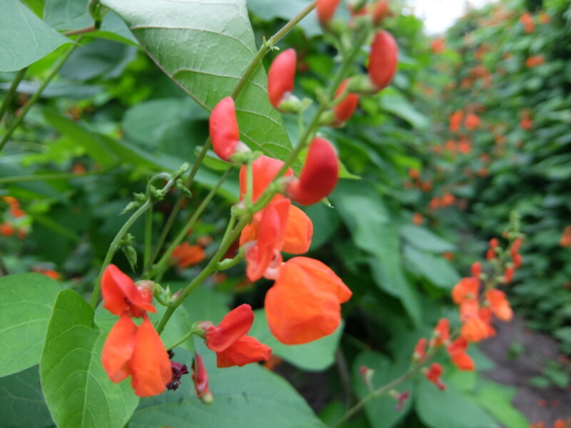 真っ赤な豆の花