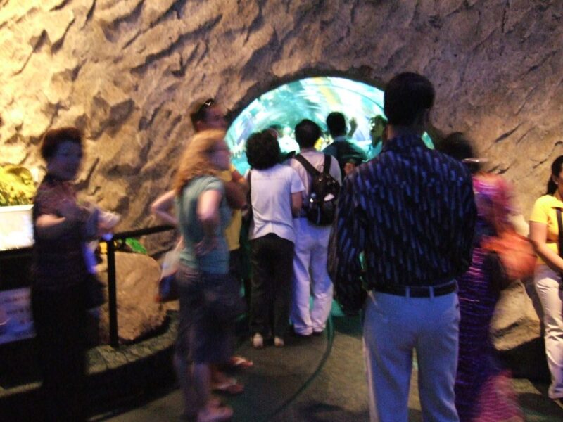 アクリル製の透明トンネル
