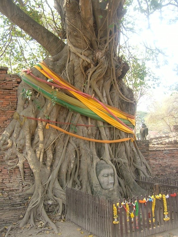 ワット・プラマハタートの仏様は首が木に埋もれている