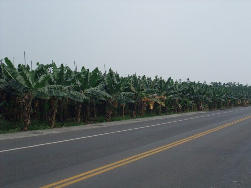 台灣バナナ畑