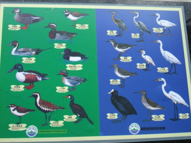 鳥の種類
