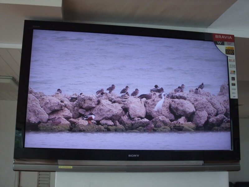 テレビでリアルタイムの鳥が見える