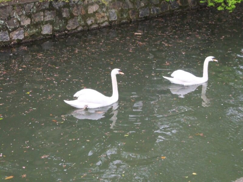 倉敷川の白鳥2匹