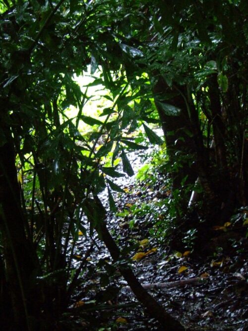 薄暗いジャングル道を歩く