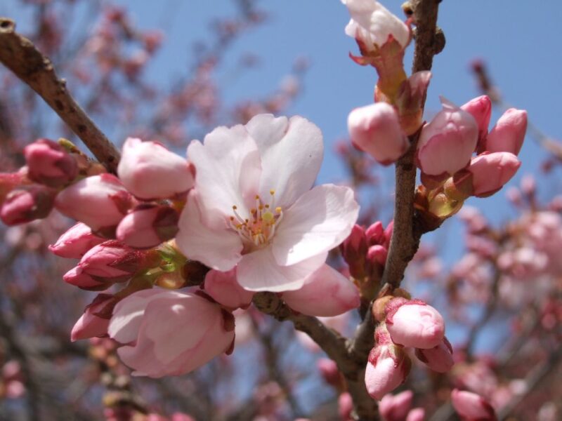 桜開花中