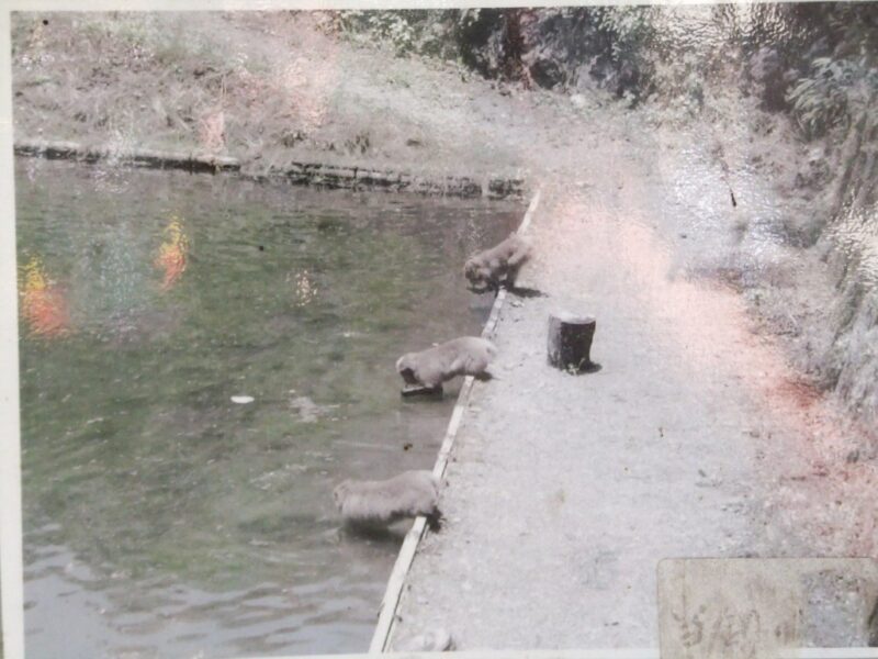 猿が釣り堀で魚を捕獲中の写真