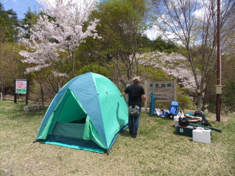 桜の木の下にテントを張ってみた