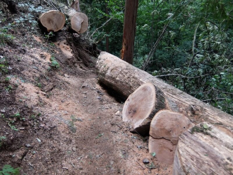 伐採された木材