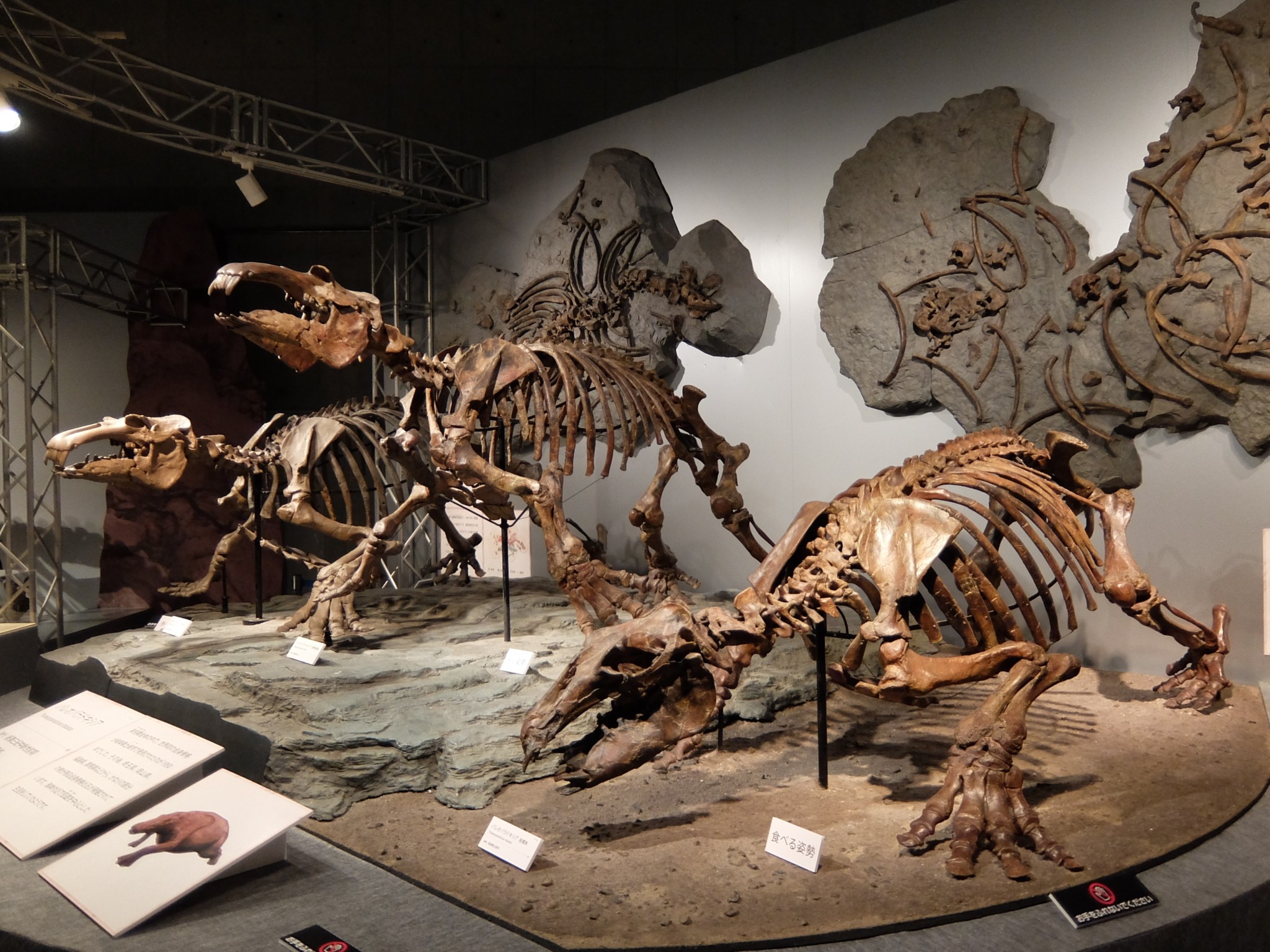 太古の哺乳類展 日本の化石でたどる進化と絶滅