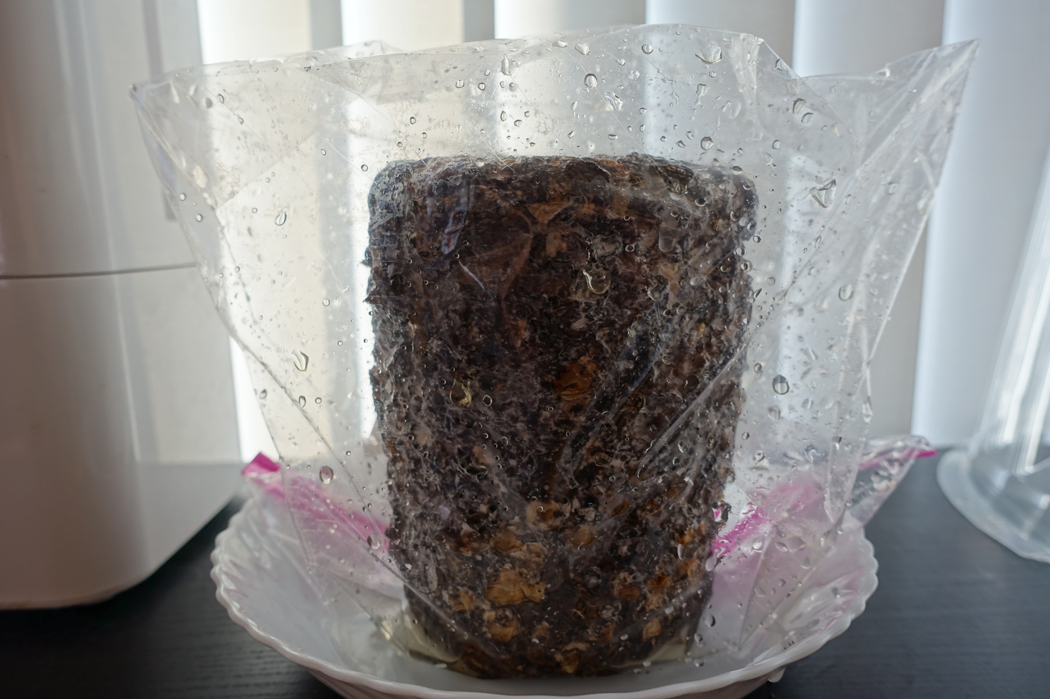 ついに菌類が しいたけ農園 再 アワレみ隊ontheweb