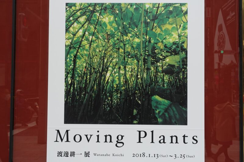 Moving Plants 渡邊 耕一展