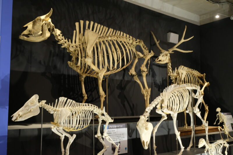 特別展「大哺乳類展2ーみんなの生き残り作戦」＠国立科学博物館
