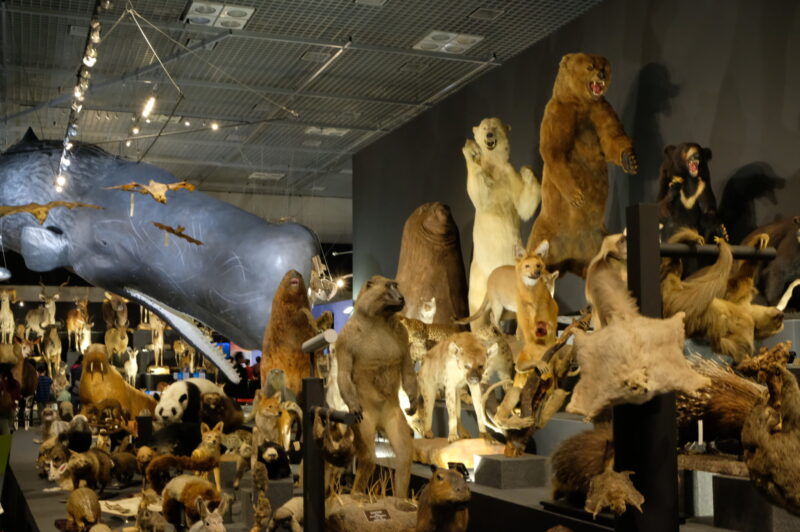 特別展「大哺乳類展2ーみんなの生き残り作戦」＠国立科学博物館
