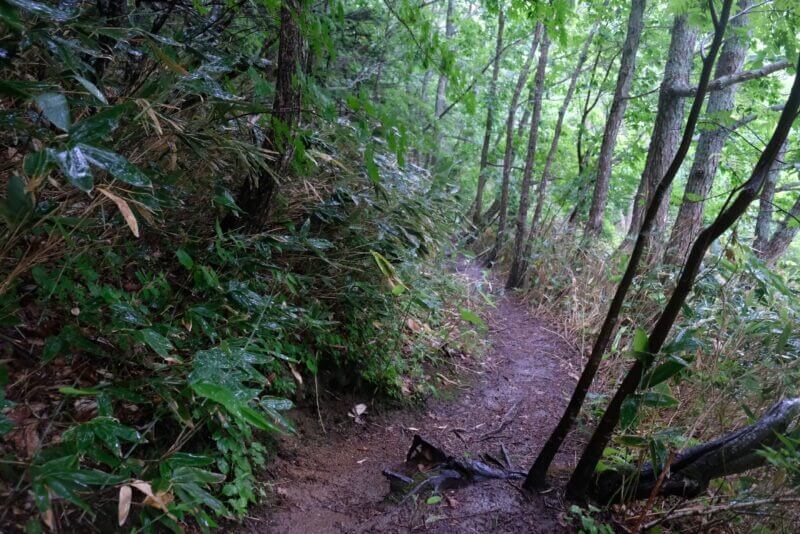 雨に濡れて泥濘んだ細い登山道。剥き出しになった木の根が階段状に連なっている。