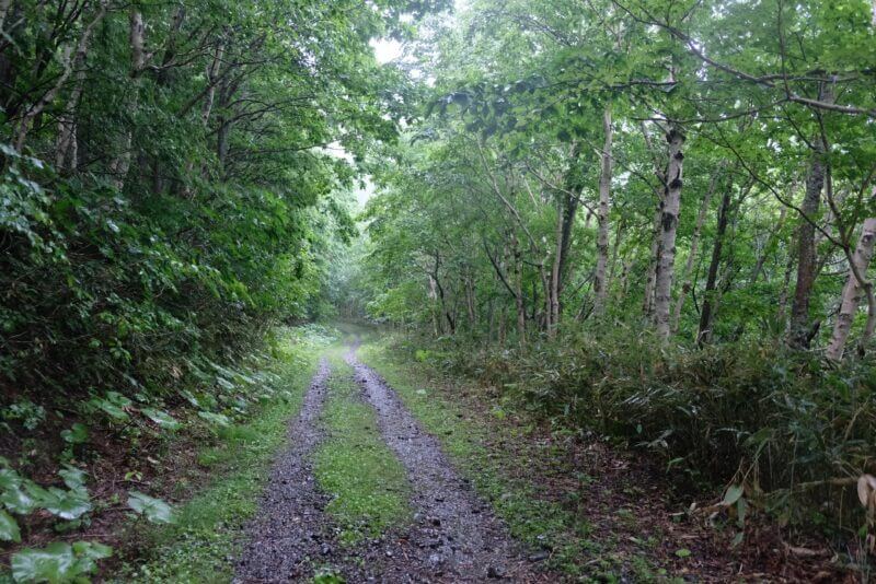 霧に包まれた白樺の林道。雨で濡れた路面にはわだちがあり、静寂が漂っている。