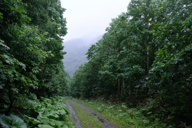 深い森の向こうに、ガスに煙る斜里岳の山影が薄っすらと見える風景。