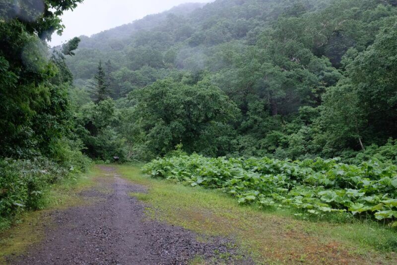 巨大なフキの葉が群生する林道の終点付近。山全体が深い霧に覆われている。