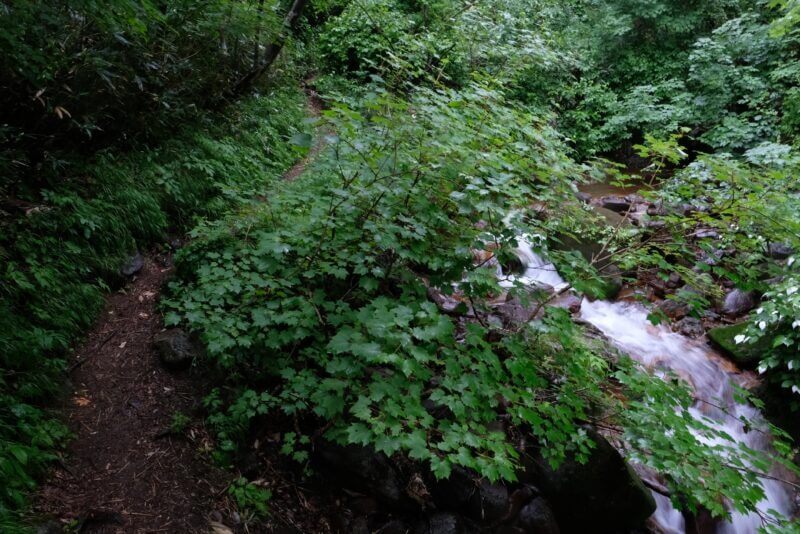 緑に囲まれた細い登山道と脇を流れる沢の風景。カエデのような葉が手前に見える。