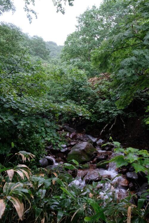 縦構図の沢と森。背景の山が霧で白く霞んでいる。