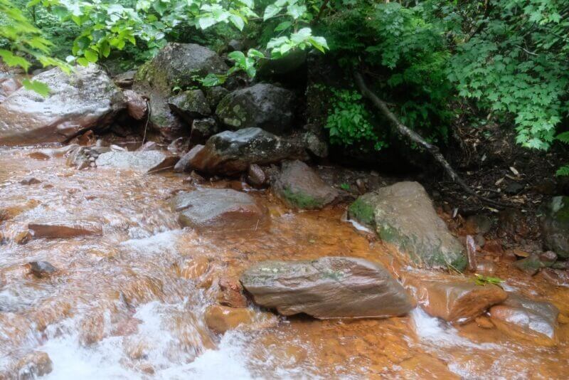 沢の脇に積み重なった濡れた岩と、上から覆いかぶさる広葉樹の葉。