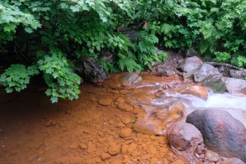 赤茶色の岩盤を流れる澄んだ水と、頭上を覆うカエデの青葉の対比が美しい渓流の風景。