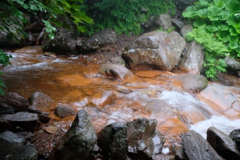 赤茶色の沢の流れの向こう側に、巨大なフキの葉が密集して生えている風景。