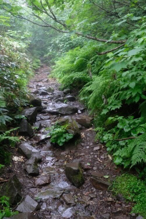 大きな岩と泥に覆われた急峻な登山道. 左右には濃い緑の植物が茂っている。
