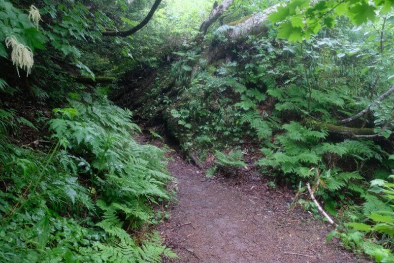 シダ植物に囲まれた湿った土の登山道