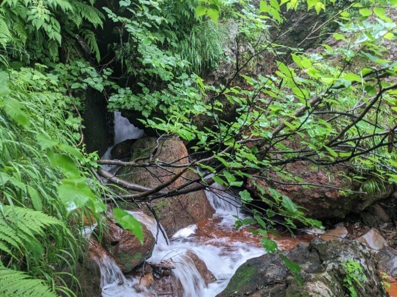 岩陰から流れ出る小さな滝と周囲の濡れた葉