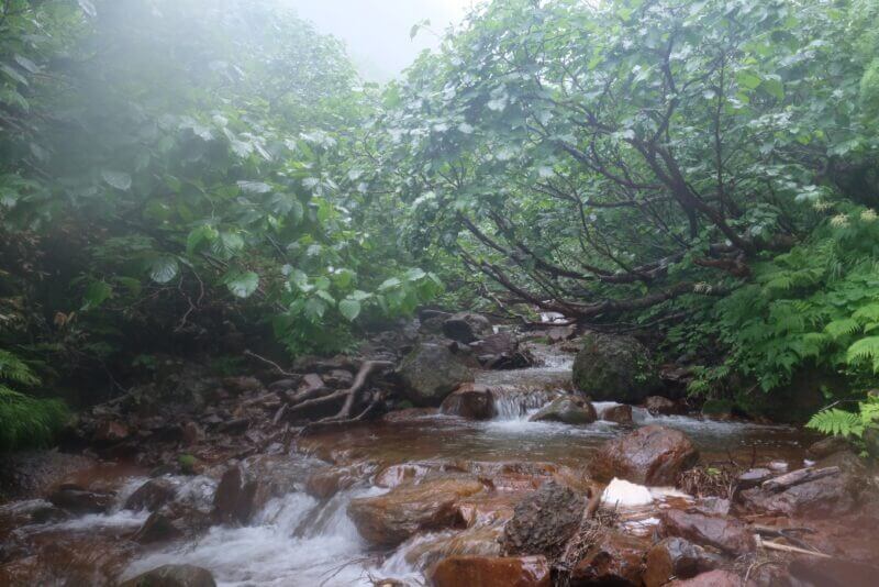木々が低く覆いかぶさる沢筋。倒木や木の根が露出し、水面には白い泡が浮かんでいる。