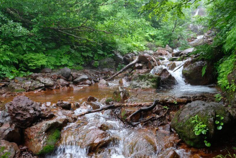 倒木が重なり合い、大きな葉の植物が群生する湿った沢の風景。