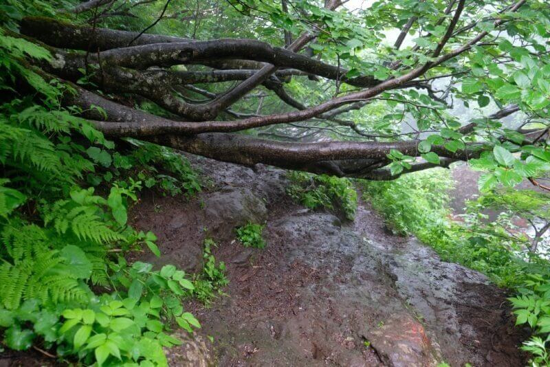 頭上低くに枝が張り出した、泥だらけの狭い登山道。