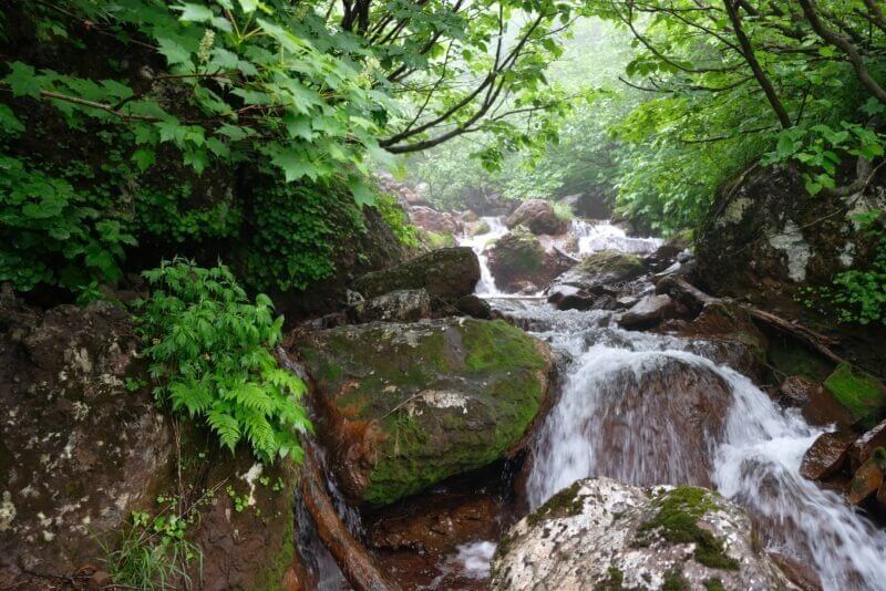 苔むした岩の間を流れる沢と濡れた緑の葉