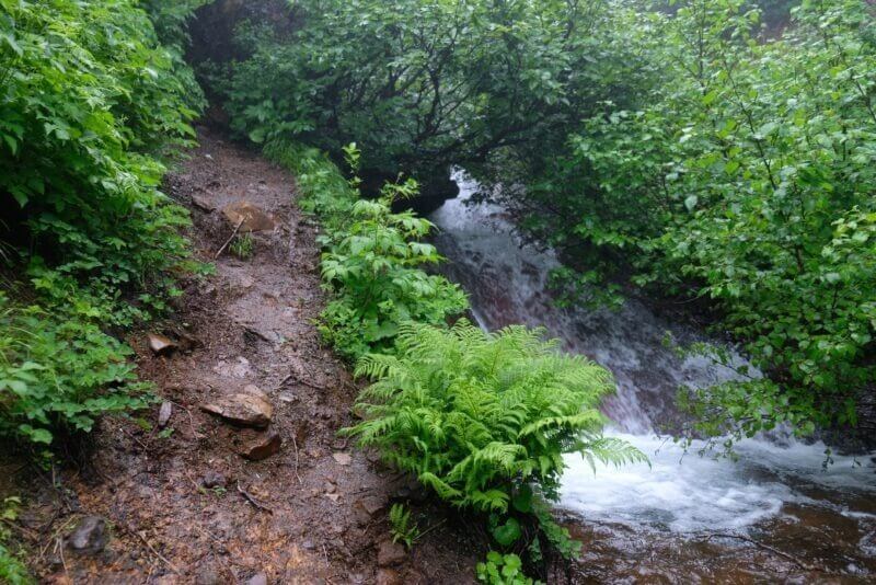 シダが生い茂る泥だらけの狭い登山道
