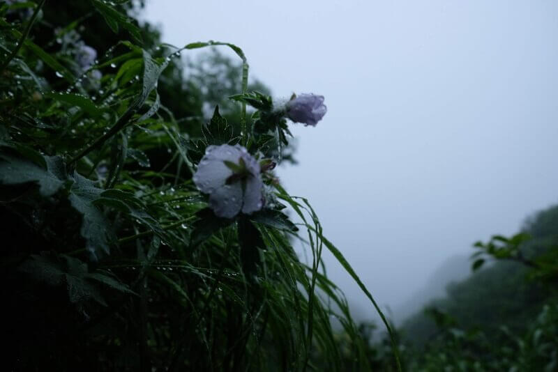 霧の中で雨に濡れながら咲く薄紫色の高山植物