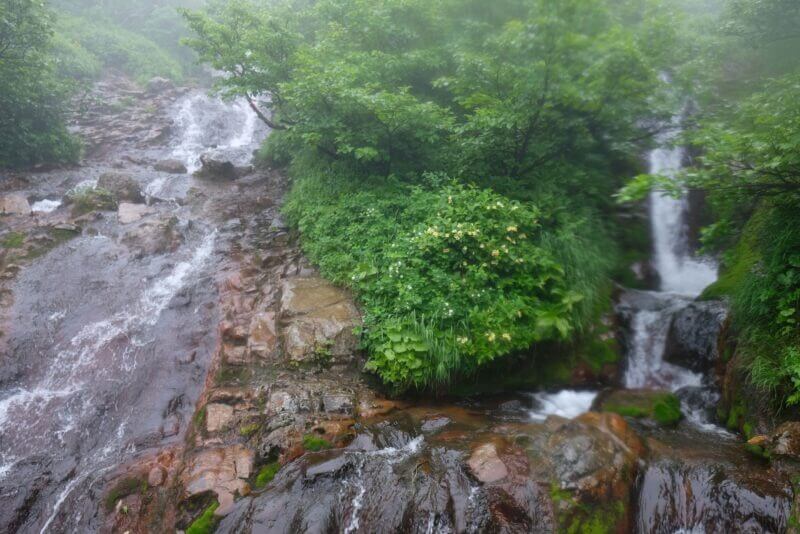 二つの沢が合流する地点に咲く黄色い花の群落