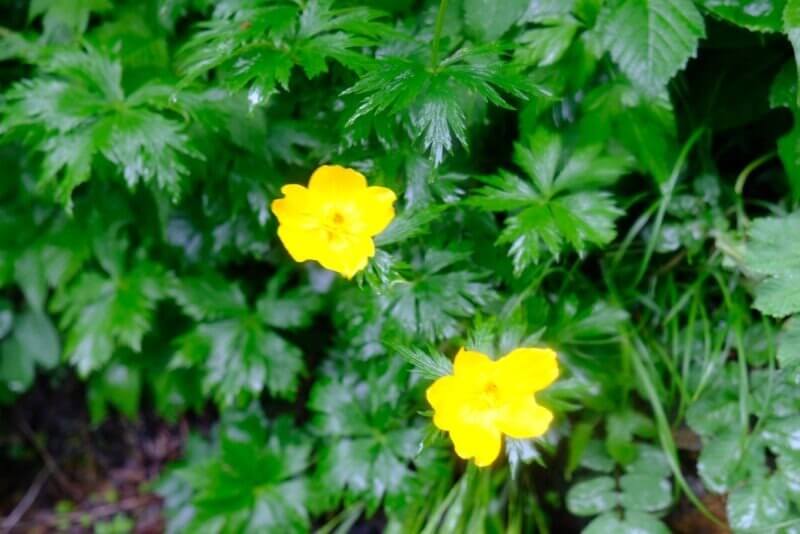 雨に濡れて鮮やかに咲く黄色い高山植物の花