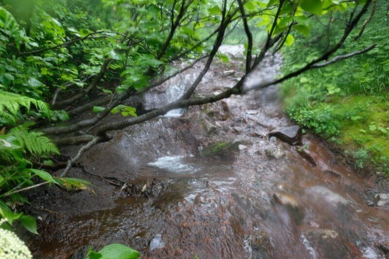 霧と雨滴で視界が遮られた、木々が覆いかぶさる沢道