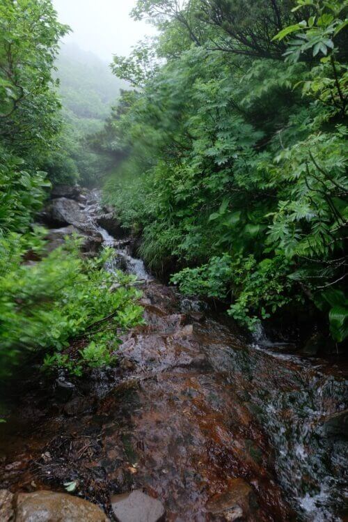 植生が濃くなり登山道全体が水路と化した上部の風景