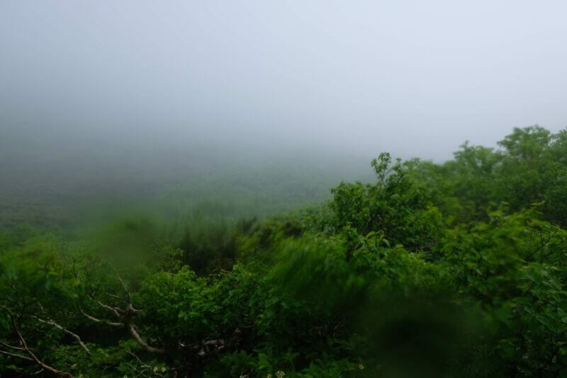 霧の中に樹木のシルエットが浮かぶ幻想的で過酷な風景