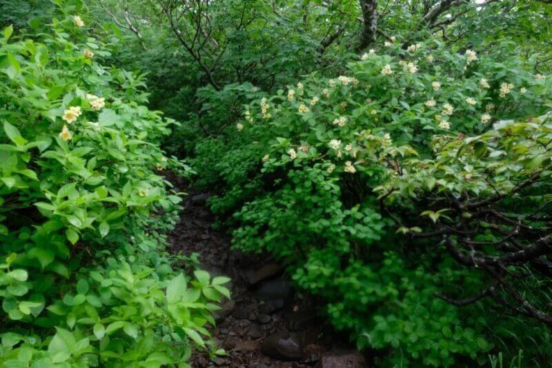 登山道の脇に咲くクリーム色の高山植物の花