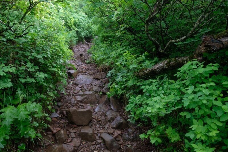 倒木が道を塞ぐように横たわる険しい岩の道
