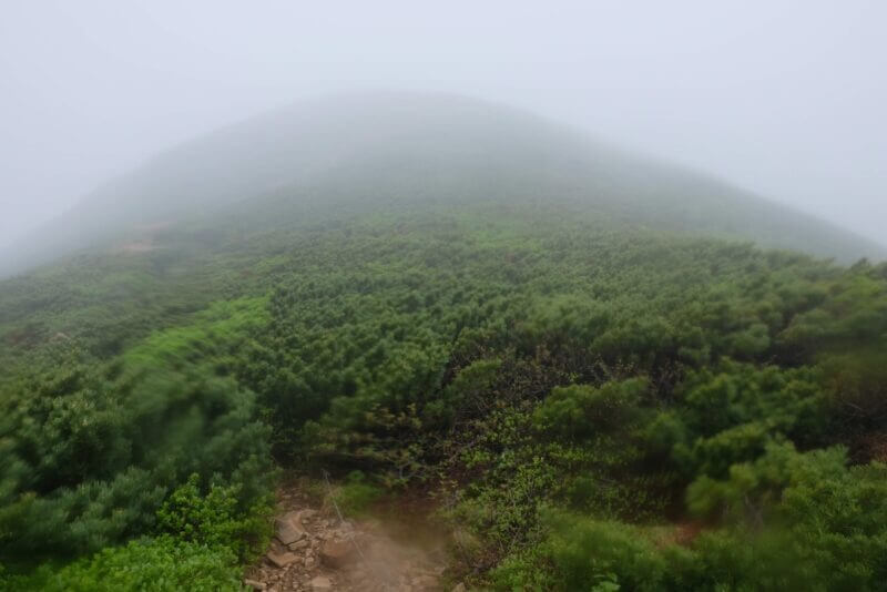 霧に覆われたハイマツの斜面を登る登山道の風景
