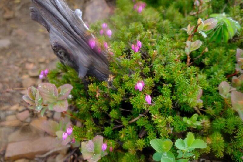 濡れた倒木のそばに咲くピンク色の小さな高山植物の花