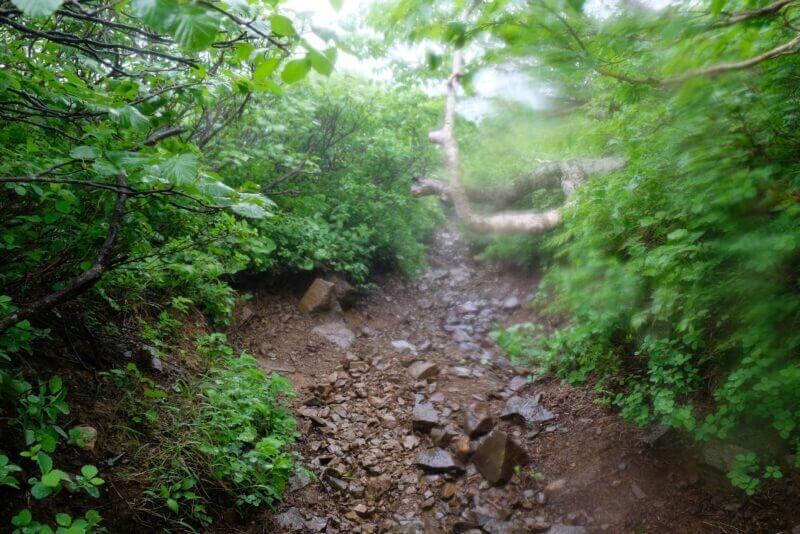 濡れて泥だらけになった樹林帯の登山道